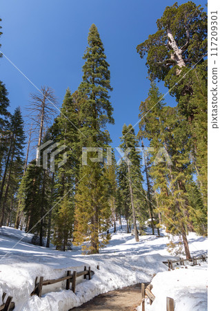 Snow-covered sequoia tree park, winter wonderland Snow-covered sequoia tree park, winter wonderland 117209301