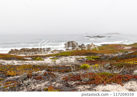 Coastal landscape in California Coastal landscape in California 117209339