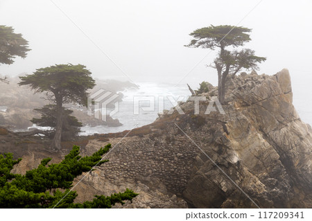 Coastal landscape in California 117209341