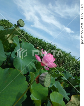 蓮花和晴朗的天空 117209371