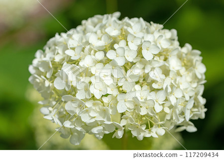 Flowers and plants around the house, various in all four seasons. The trees in the nearby hydrangea garden are colored red and purple. Flowers and plants around the house, various in all four seasons. The trees in the nearby hydrangea garden are colored red and purple. 117209434