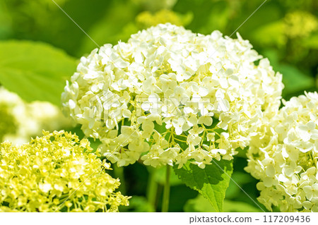 Flowers and plants around the house, various in all four seasons. The trees in the nearby hydrangea garden are colored red and purple. Flowers and plants around the house, various in all four seasons. The trees in the nearby hydrangea garden are colored red and purple. 117209436