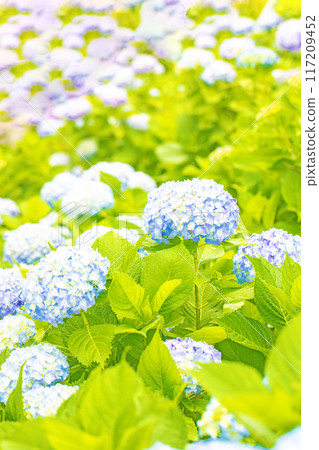 Flowers and plants around the house, various in all four seasons. The trees in the nearby hydrangea garden are colored red and purple. 117209452