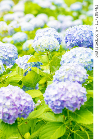 Flowers and plants around the house, various in all four seasons. The trees in the nearby hydrangea garden are colored red and purple. 117209463