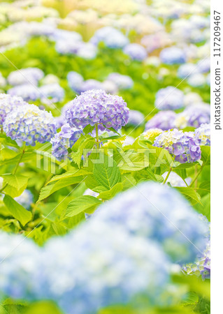Flowers and plants around the house, various in all four seasons. The trees in the nearby hydrangea garden are colored red and purple. Flowers and plants around the house, various in all four seasons. The trees in the nearby hydrangea garden are colored red and purple. 117209467