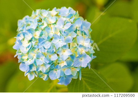 Flowers and plants around the house, various in all four seasons. The trees in the nearby hydrangea garden are colored red and purple. 117209500