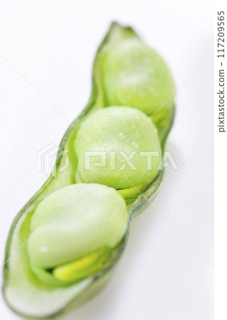 新鮮蠶豆 117209565