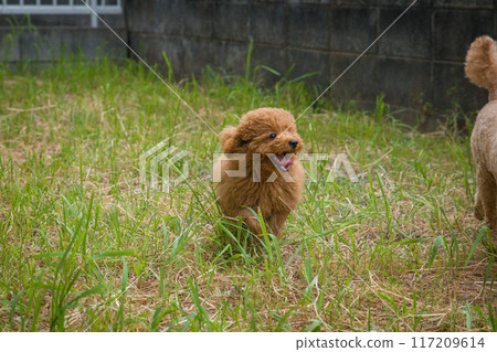Running puppy 117209614