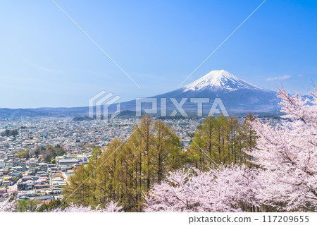 Spring scenery at Arakurayama Sengen Park: Cherry blossoms in full bloom, Mt. Fuji, and the cityscape [Fujiyoshida City, Yamanashi Prefecture] 117209655