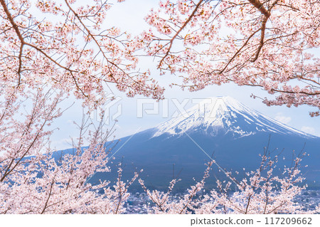 新倉山淺間公園的春天景色、盛開的櫻花和白雪皚皚的富士山【山梨縣富士吉田市】 117209662