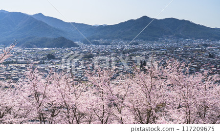 Cherry blossoms and the cityscape as seen from Arakurayama Sengen Park [Fujiyoshida City, Yamanashi Prefecture] 117209675