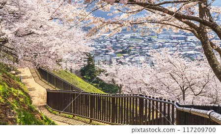 新倉山淺間公園的春天景色、下坡盡頭的街景和盛開的櫻花【山梨縣富士吉田市】 117209700
