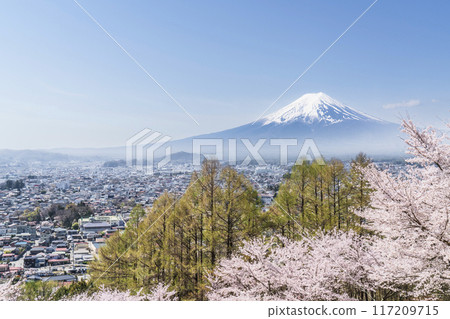 Spring scenery at Arakurayama Sengen Park, cherry blossoms in full bloom and Mt. Fuji [Fujiyoshida City, Yamanashi Prefecture] 117209715