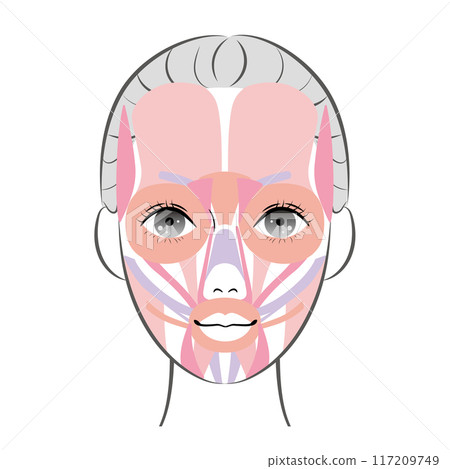 Facial muscles 117209749