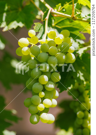 Grapes on grape vine 117209764