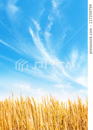 Yellow wheat or rye field and blue sky with clouds Yellow wheat or rye field and blue sky with clouds 117209794