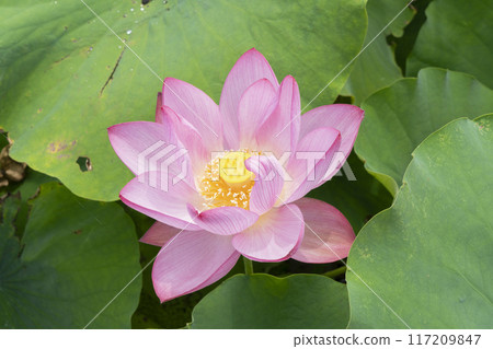 Lotus flower Lotus flower 117209847