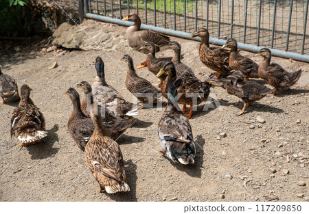 Group of ducks Mallard female and Mallard male 117209850