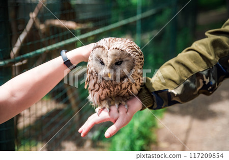Person holding Ural owl (Strix uralensis) bird on arm as a caring of a World Animal Day Person holding Ural owl (Strix uralensis) bird on arm as a caring of a World Animal Day 117209854