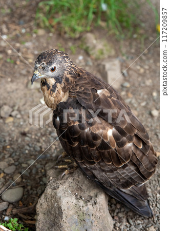 The crested honey buzzard (Pernis ptilorhynchus), also known as the Oriental, Asiatic, or Eastern honey buzzard The crested honey buzzard (Pernis ptilorhynchus), also known as the Oriental, Asiatic, or Eastern honey buzzard 117209857