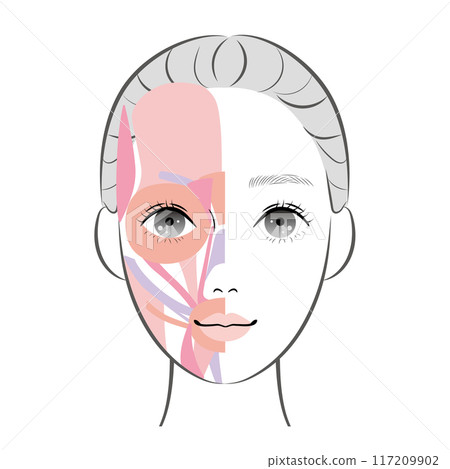 Facial muscles 117209902