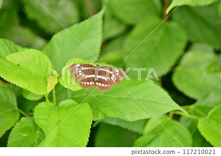 Misuji butterfly 117210021