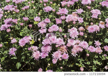Garden mum flower 117210094