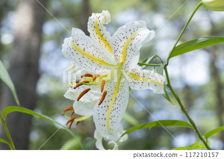 Yamamura flower Yamamura flower 117210157