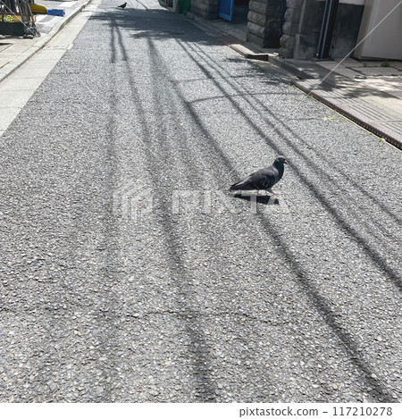 兩隻鴿子大步穿過住宅區，廣場 117210278