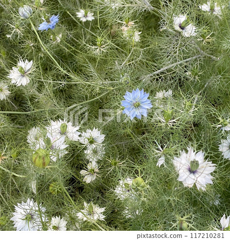 Lots of Nigella Lots of Nigella 117210281