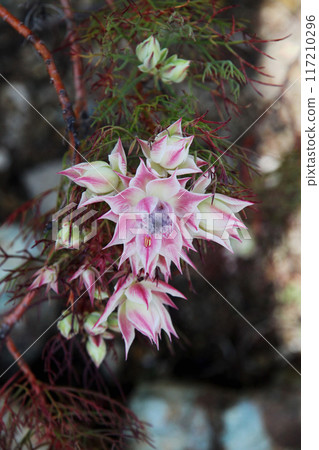 Celia flower 117210296
