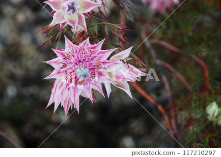 Celia flower 117210297
