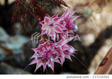 西莉亞花 西莉亞花 117210302