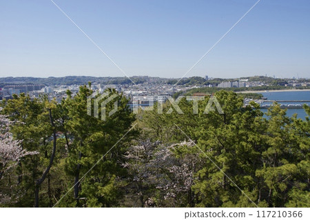 Nojima Park in spring with cherry blossoms in full bloom 117210366