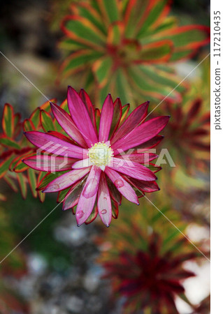 魯卡樹枝 117210435