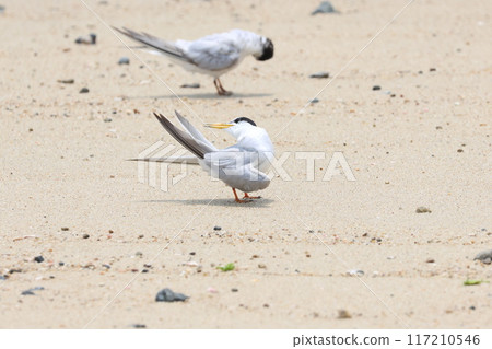 A little tern preening on the beach A little tern preening on the beach 117210546