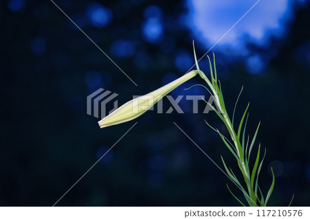 百合花蕾的特寫 百合花蕾的特寫 117210576