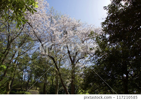 Nojima Park in spring with cherry blossoms in full bloom Nojima Park in spring with cherry blossoms in full bloom 117210585