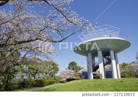Nojima Park in spring with cherry blossoms in full bloom 117210653