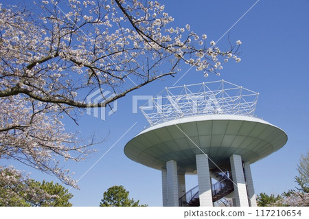 春天櫻花盛開的野島公園 117210654
