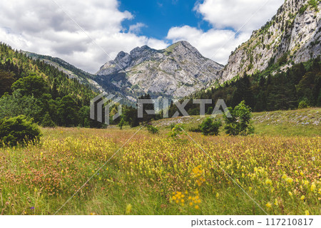 Summer Landscape with Blooming Flowers in Mountain Valley Summer Landscape with Blooming Flowers in Mountain Valley 117210817