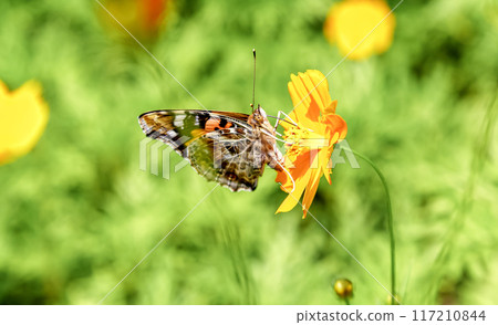 紅尾蝴蝶從黃色波斯菊花吸取花蜜 [蛺蝶科] 117210844