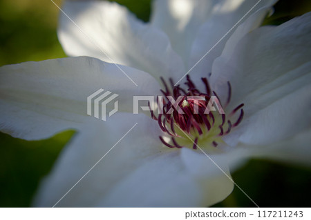 The seven-petaled Clematis casaguruma flower. The flower language is "beauty of the spirit," "traveler's joy," and "sweet bondage." 117211243