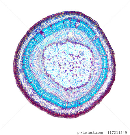 Tilia stem, cross section, 8X light micrograph. Stem of basswood, also known as linden, under the light microscope. Hematoxylin-eosin stained for better visualization. Isolated, over white, photo. Tilia stem, cross section, 8X light micrograph. Stem of basswood, also known as linden, under the light microscope. Hematoxylin-eosin stained for better visualization. Isolated, over white, photo. 117211249