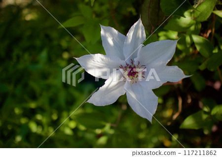 The seven-petaled Clematis casaguruma flower. The flower language is "beauty of the spirit," "traveler's joy," and "sweet bondage." The seven-petaled Clematis casaguruma flower. The flower language is "beauty of the spirit," "traveler's joy," and "sweet bondage." 117211862