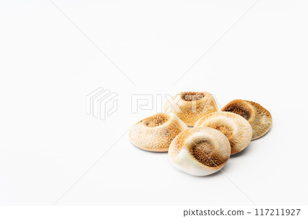 扇貝的蓋子 扇貝的蓋子 117211927