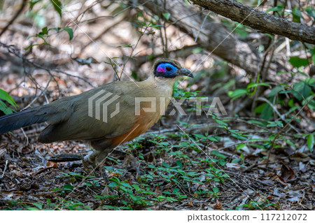 Bird Giant Coua, Coua gigas, Kirindy Forest, Madagascar 117212072