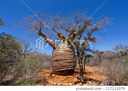 Grandmother Fony baobab, Adansonia rubrostipa, Tsimanampetsotsa national park. Madagascar 117212074