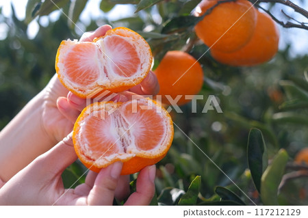 Female hand holding a ripe tangerine on the background of orange tree 117212129