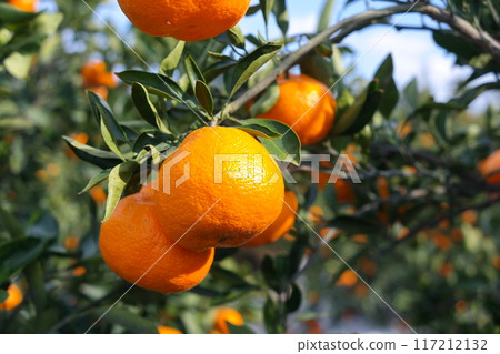 Ripe tangerines on a tree in the orchard. Ripe tangerines on a tree in the orchard. 117212132